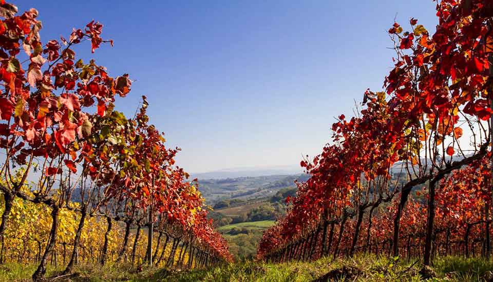 Chianti Classico tour